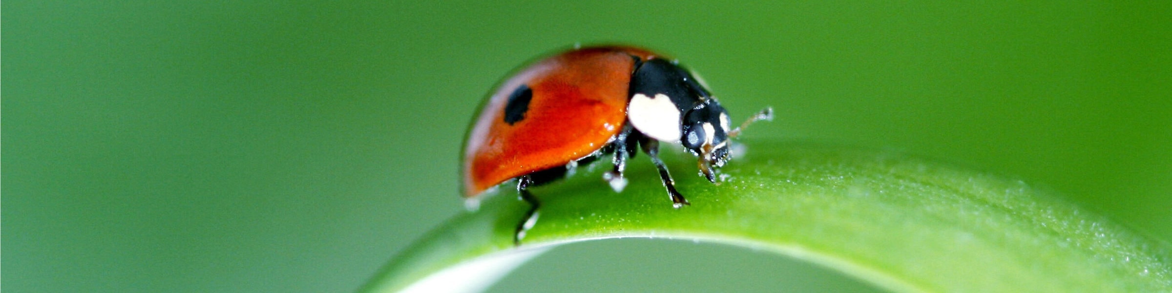 Порно: Бір әйелде көптеген әтештер Тоқтаусыз порно комикстері