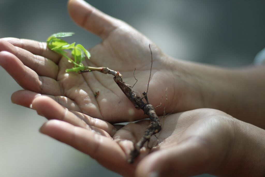 earth-day-plantation-2021-09-03-00-32-38-utc