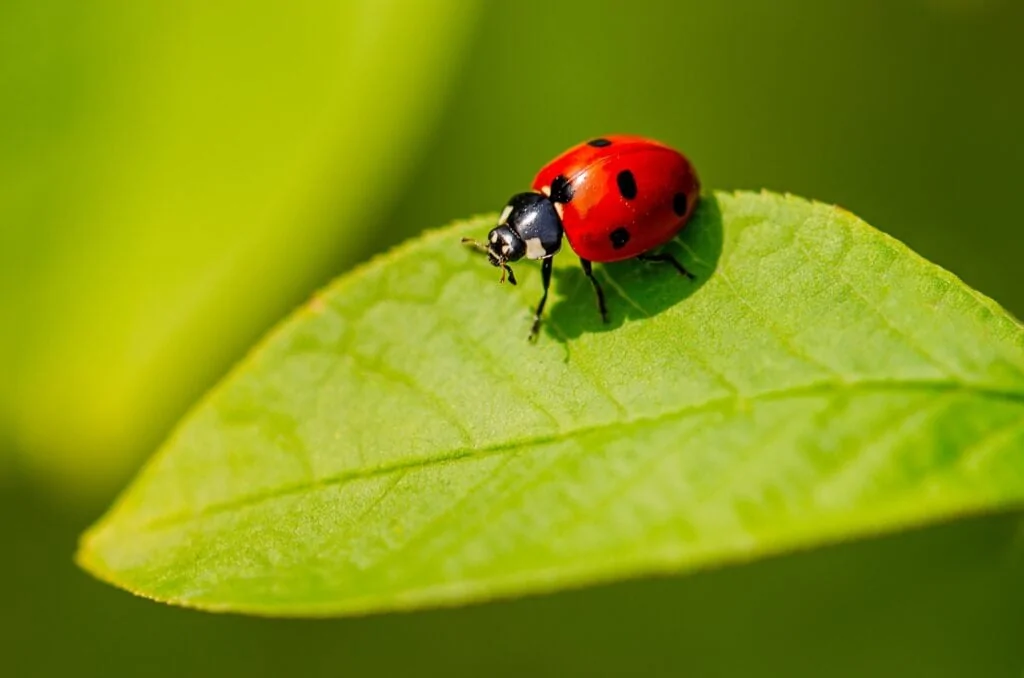 Ladybird Adalia biounctata