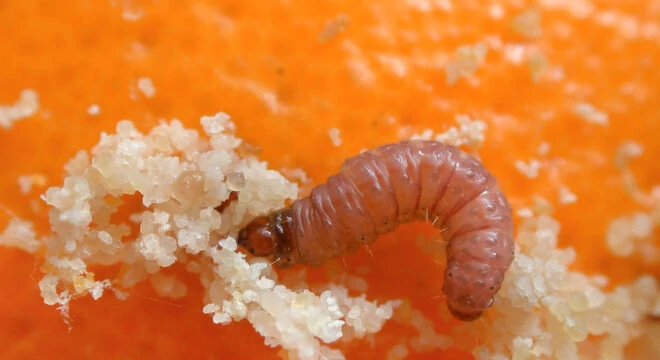 Andermatt Biogarten Codling Moth Trap - Bloomling International