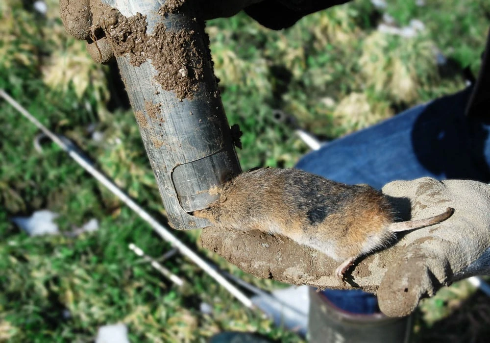 topcat – the vole trap – Andermatt Group AG