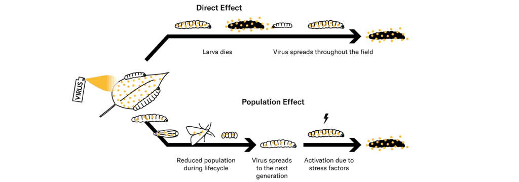 population effect