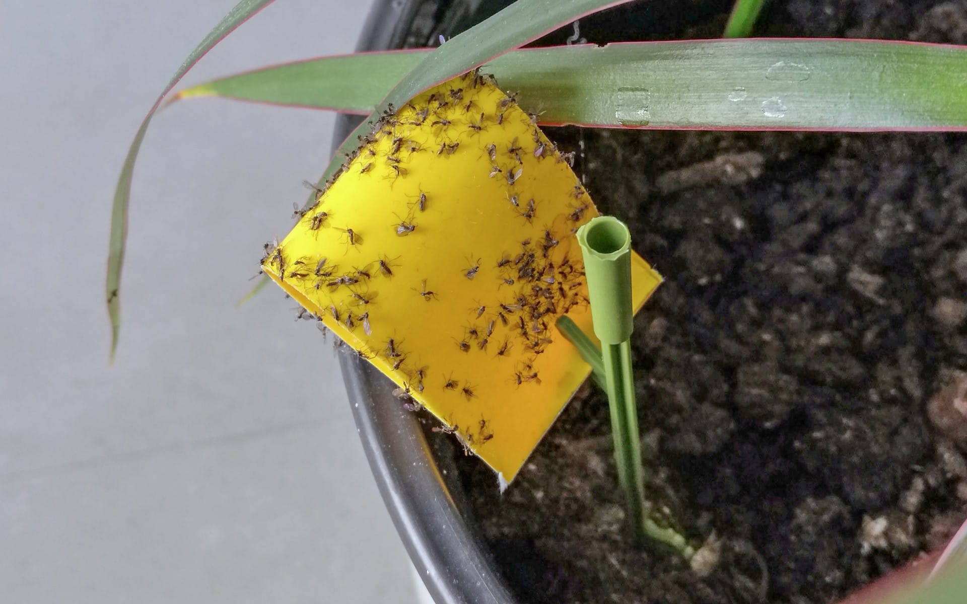 Insect Glue Trap Andermatt Group AG