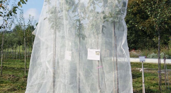 s1 2729g drosal schutznetz andermatt biogarten