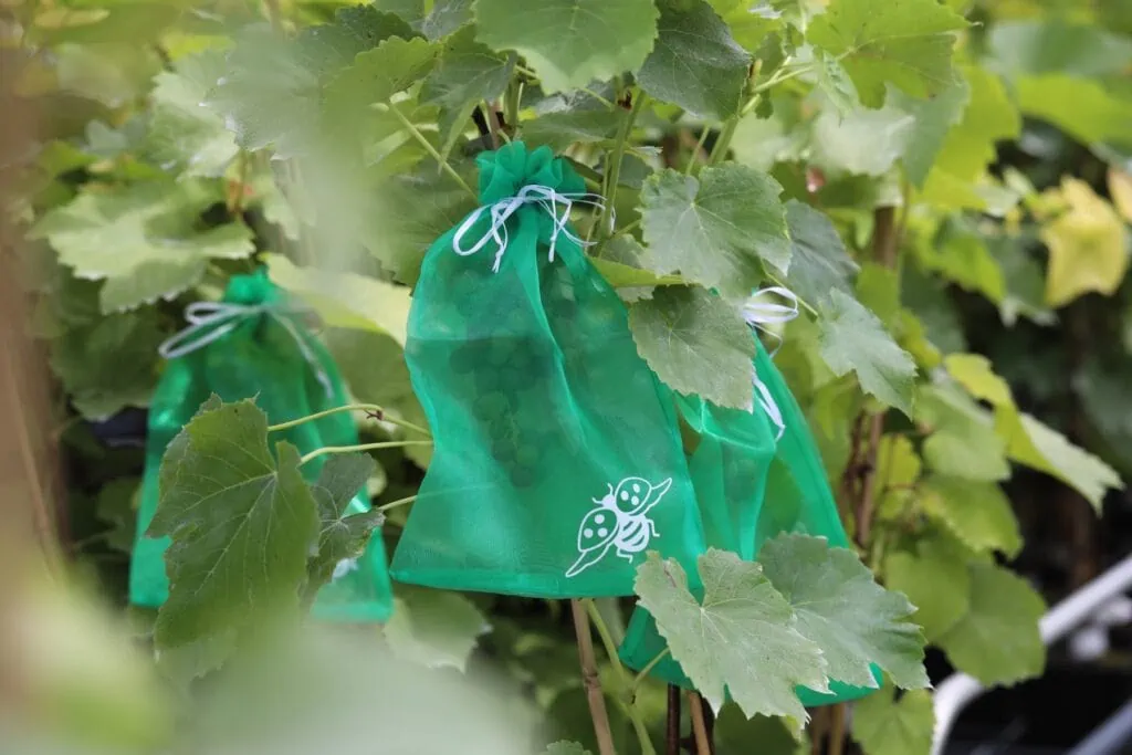 s1 4w4a6836 grape protection bag