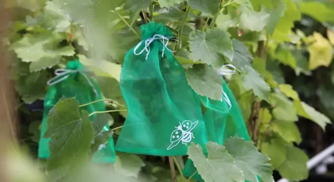 s1 4w4a6836 grape protection bag