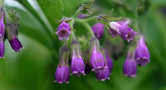 s1 adobestock 23483333 comfrey pellets