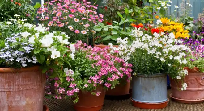 s1 adobestock 517647406 ornamental plant fertilizer