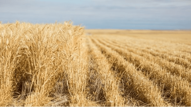 rhizovital p45