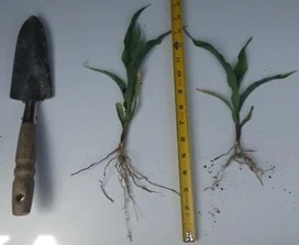 emerged corn plants