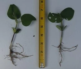 emerged soybean plant