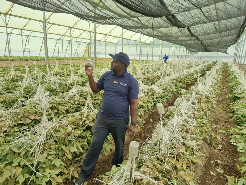 andermatt kenya phytoseiulus production stephen ceo explaining