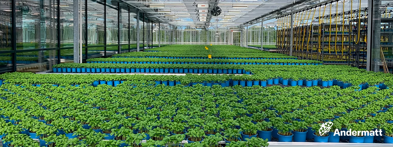 rhizovital c5 banner