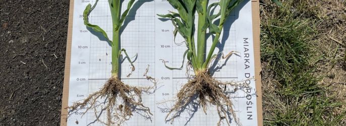 la patente rhizovitalc5 confirma la tolerancia al frío