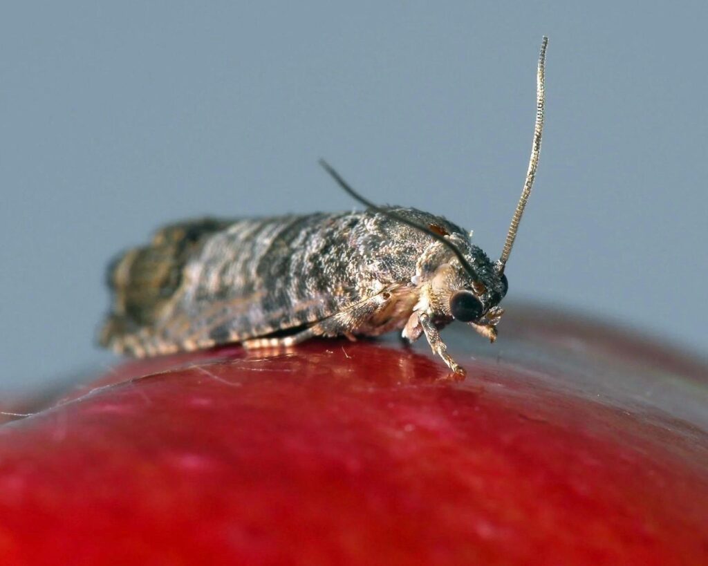 Carpocapse de la pomme (cydia pomonella)