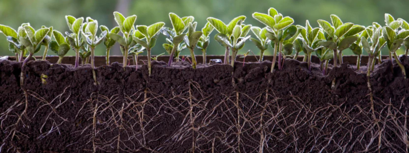 silvana's article banner