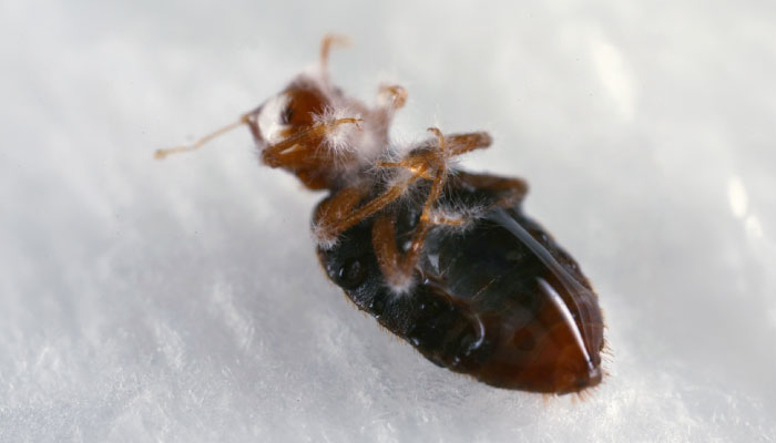 détecter la présence de punaises de lit après une infestation