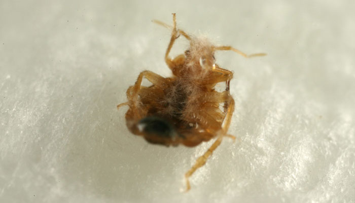 détecter une infestation par des nymphes de punaises de lit