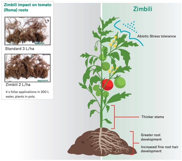 zimbili