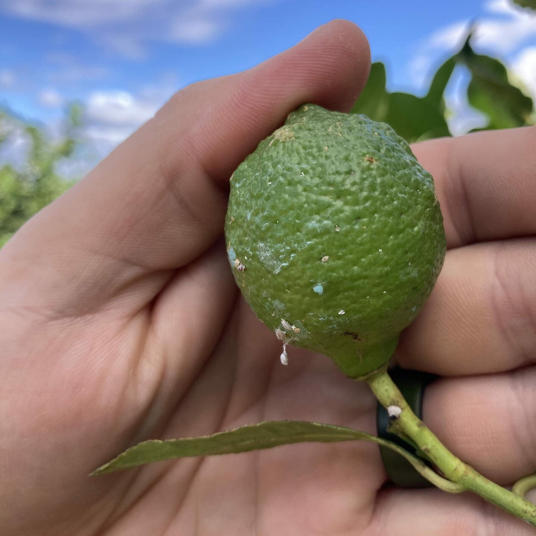 Limón tratado con Bb-Protec